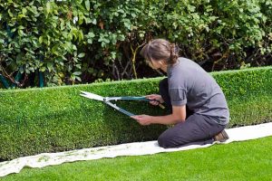 Entrevista laboral para jardinero